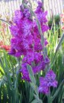 Foto Flores de jardín Gladiolo (Gladiolus), lila