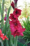 Photo les fleurs du jardin Glaïeul (Gladiolus), rouge