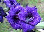 foto Flores do Jardim Gladíolo (Gladiolus), azul