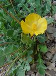 foto I fiori da giardino Papavero Di Mare, Papavero Cornuto (Glaucium), giallo