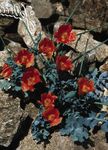 Foto Flores de jardín Amapola Mar, Amapola De Cuernos (Glaucium), rojo