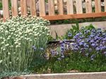 снимка Градински цветове Глобус Маргаритка (Globularia), светло синьо