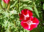 foto I fiori da giardino Atlasflower, Addio A Primavera, Godetia , rosso