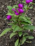 Fil Trädgårdsblommor Klot Amarant (Gomphrena globosa), violett