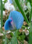 fotografie Zahradní květiny Hrachor Vonný (Lathyrus odoratus), světle modrá