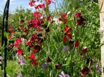 Foto Dārza Ziedi Saldie Zirņi (Lathyrus odoratus), burgundietis
