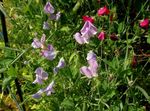 Foto Gartenblumen Wicke (Lathyrus odoratus), flieder