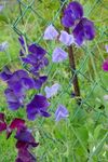 fotografie Záhradné kvety Hrachor Vonný (Lathyrus odoratus), fialový