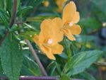 Foto Dārza Ziedi Sticky Monkeyflower (Mimulus aurantiacus), oranžs