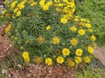 foto I fiori da giardino Swordleaf Inula, Snello Foglie Elecampagne, Elecampane, Inula A Foglie Strette (Inula ensifolia), giallo