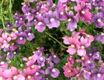 foto I fiori da giardino Diascia, Twinspur , lilla