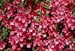 fotografie Záhradné kvety Diascia, Twinspur , červená