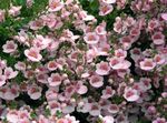 foto I fiori da giardino Diascia, Twinspur , rosa