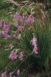 Photo bláthanna gairdín Slat Iascaireacht, Wand Fairy, Wandflower Aingeal Ar (Dierama), lilac