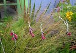 Photo Angel's fishing rod, Fairy Wand, Wandflower (Dierama), red