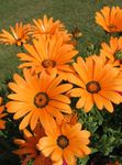 Фото Садовые Цветы Диморфотека (Dimorphotheca), оранжевый