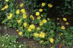 Фото Садові Квіти Доронікум Австрійський (Doronicum austriacum), жовтий