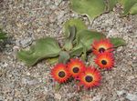 სურათი ბაღის ყვავილები Livingstone Daisy (Dorotheanthus (Mesembryanthemum)), წითელი
