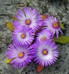 Фото Садовые Цветы Доротеантус  (Мезембриантемум маргаритоцветковый) (Dorotheanthus (Mesembryanthemum)), сиреневый
