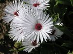 Foto Gartenblumen Livingstone Daisy (Dorotheanthus (Mesembryanthemum)), weiß