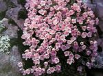 fénykép Kerti Virágok Douglasia, Sziklás Hegyi Törpe-Kankalin, Vitaliana , rózsaszín