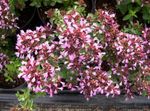 Photo Garden Flowers Oregano (Origanum), pink