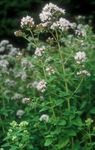 Foto Gartenblumen Oregano (Origanum), weiß
