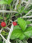 Foto Gartenblumen Indian Erdbeere, Scheinerdbeere (Duchesnea indica), rot