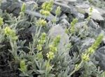 foto I fiori da giardino Sideritis Taurica (Sideritis  taurica), giallo
