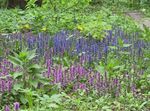 foto I fiori da giardino Tromba, Bugleweed (Ajuga), azzurro