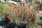 Foto Vrtne Cvjetovi Uskolisna California Fuksija, Sijed Fuksija, Ptice Truba (Zauschneria), narančasta