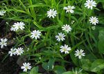 Photo Garden Flowers Starwort (Stellaria), white