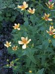 fotografie Zahradní květiny Hypericum (Hypericum ascyron), žlutý