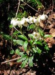 Photo Garden Flowers Pipsissewa, Prince's Pine, Ground Holly (Chimaphila), white