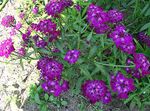 Photo Garden Flowers Candytuft (Iberis), purple