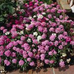 foto Flores do Jardim Ibero (Iberis), rosa