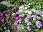 照 园林花卉 Candytuft的 (Iberis), 紫丁香