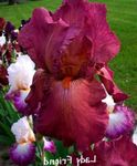 Photo bláthanna gairdín Inteachán (Iris barbata), burgúine