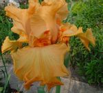 φωτογραφία Λουλούδια κήπου Ίρις (Iris barbata), πορτοκάλι
