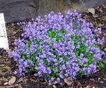 Photo Garden Flowers Milkwort (Polygala), light blue