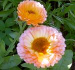 Photo Garden Flowers Pot Marigold (Calendula officinalis), pink