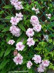 fotografie Záhradné kvety Calystegia (Calystegia pubescens), ružová