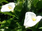 フォト 庭の花 オランダカイウユリ、ポトスのユリ (Calla), ホワイト