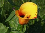 フォト 庭の花 オランダカイウユリ、ポトスのユリ (Calla), オレンジ
