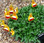 Nuotrauka Sodo Gėlės Motinos Šlepetė, Šlepetė Gėlė, Slipperwort, Knygelė Augalas, Maišelis Gėlė (Calceolaria), oranžinis