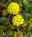 fotografie Záhradné kvety Piesok Verbeny (Abronia), žltá