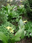 fénykép Kerti Virágok Őz Liliom (Erythronium), sárga