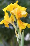 Foto Gartenblumen Canna Lilie, Indische Schuss Werk , gelb