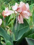 foto I fiori da giardino Giglio Canna, Pianta Colpo Indiano , rosa