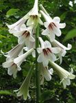 fotografie Zahradní květiny Obří Lilie (Cardiocrinum giganteum), bílá